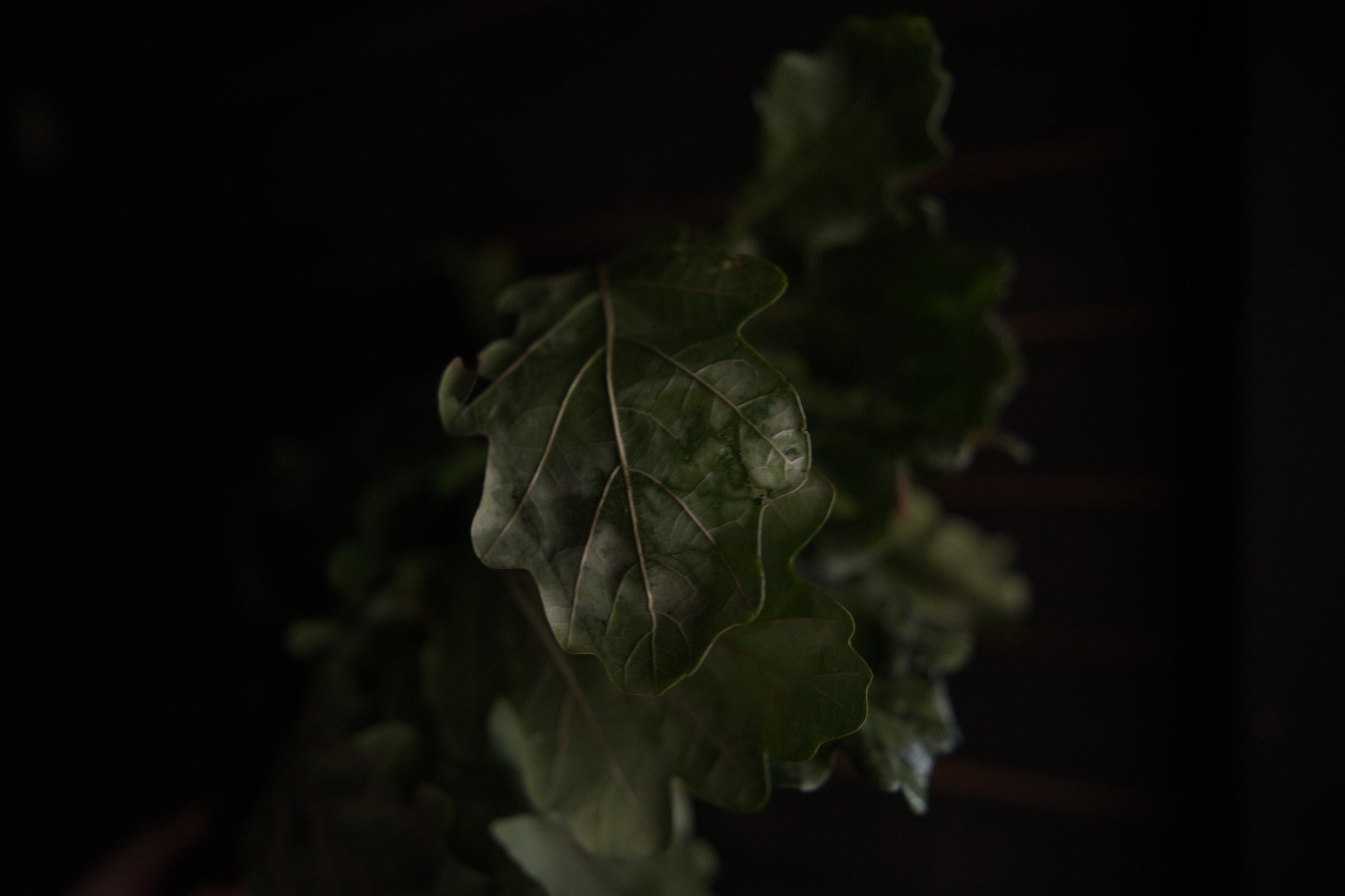 Sweaty skin and wet birch leaves – sauna ritual scene